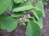 Cordia pilosissima all-t.JPG